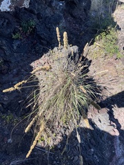 Eragrostis variabilis