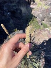 Eragrostis variabilis