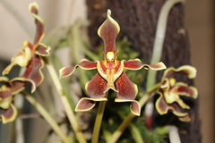 Paraphalaenopsis labukensis