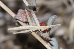 Acrida conica