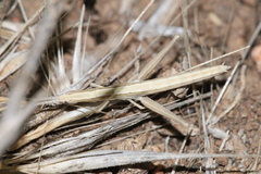 Acrida conica