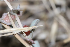 Acrida conica