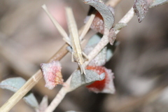 Acrida conica