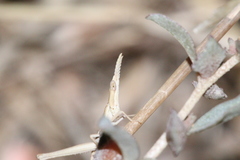 Acrida conica