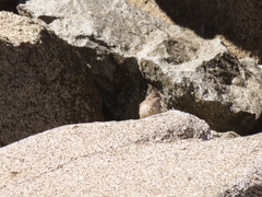 Oreotrochilus leucopleurus