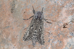 Endoxyla amphiplecta