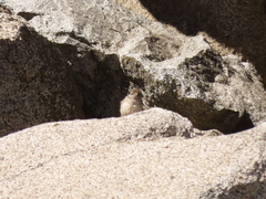 Oreotrochilus leucopleurus