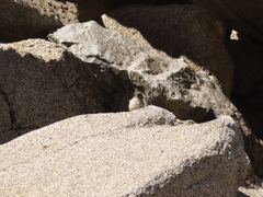 Oreotrochilus leucopleurus