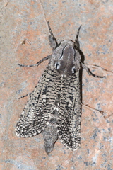 Endoxyla amphiplecta