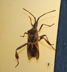 Leptoglossus occidentalis