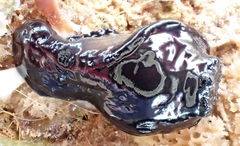 Dendrodoris arborescens