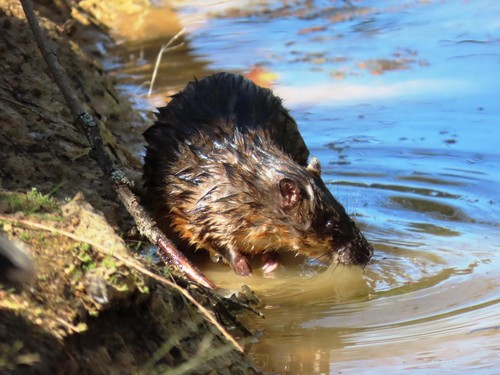 Common Water Rat