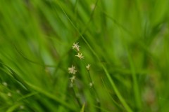 Carex deweyana
