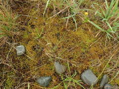 Triquetrella papillata