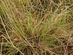 Rytidosperma merum