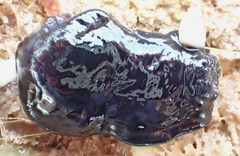 Dendrodoris arborescens