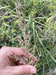 Eragrostis variabilis