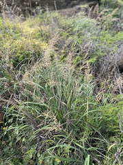 Eragrostis variabilis