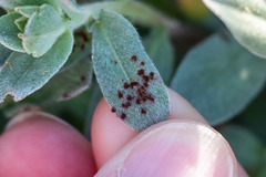 Puccinia oenotherae