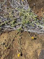 Lipochaeta integrifolia