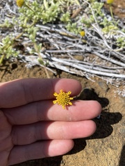 Lipochaeta integrifolia