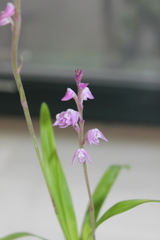 Polystachya valentina