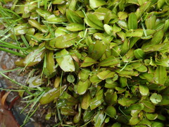 Mazus novaezeelandiae impolitus