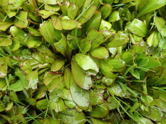 Mazus novaezeelandiae impolitus