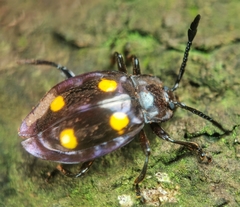 Eumorphus politus
