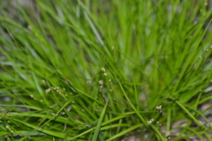 Carex deweyana