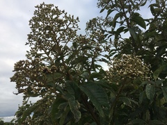 Asteraceae