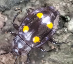 Eumorphus politus