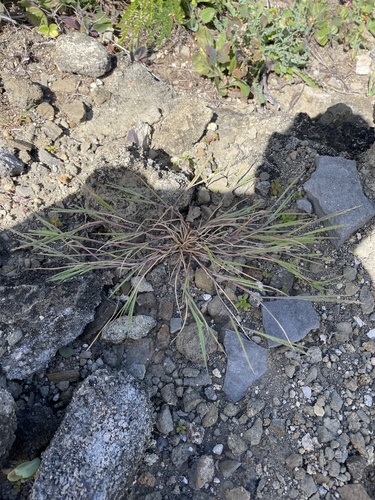 Panicum fauriei observed 2022-02-12