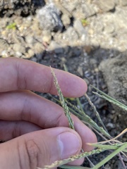 Panicum fauriei