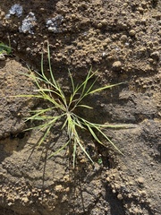 Panicum fauriei