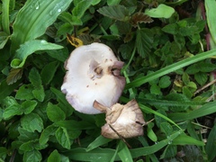 Fungi