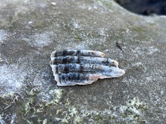 Clinocardium nuttallii