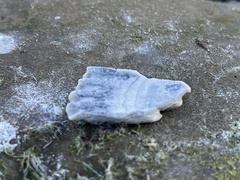 Clinocardium nuttallii