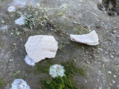 Zirfaea pilsbryi