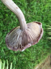 Fungi