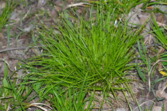 Carex deweyana