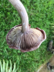 Fungi