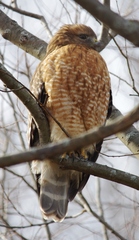Buteo lineatus lineatus