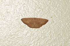 Cyclophora obstataria