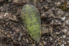 Petalocephala
