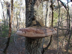 Phellinus everhartii