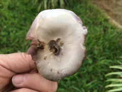 Fungi