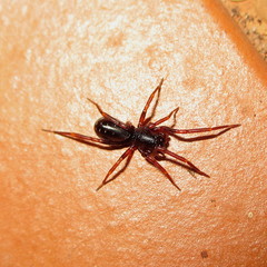 Oedignatha scrobiculata