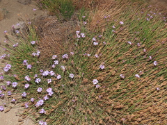 Junellia spathulata