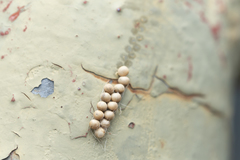 Tessaratoma papillosa